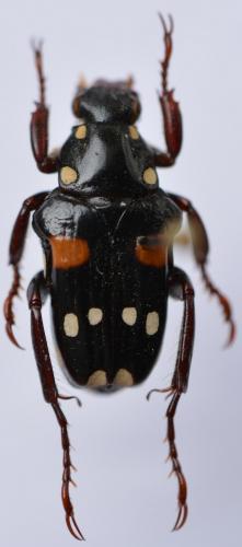 Pygora quatuordecimguttata